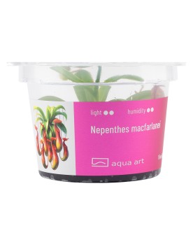 Nepenthes macfarlanei - Aqua-art Nepenthes macfarlanei, nommée d'ap...