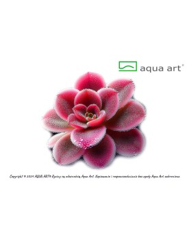 Pinguicula Florian - Aqua-art Pinguicula 'Florian' est un hybride d...