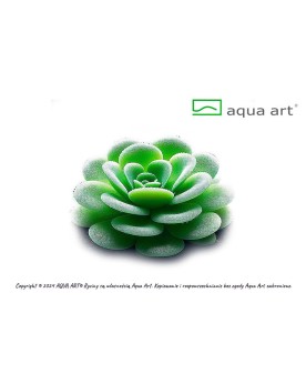 Pinguicula Gina - Aqua-art  Pinguicula 'Gina' est un hybride mexica...