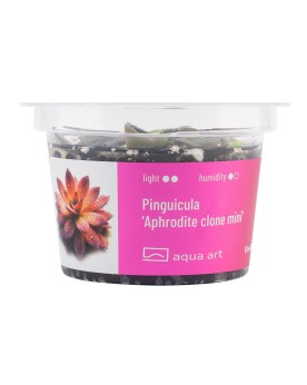 Pinguicula Aphrodite clone mini  - Aqua-art Pinguicula 'Aphrodite C...