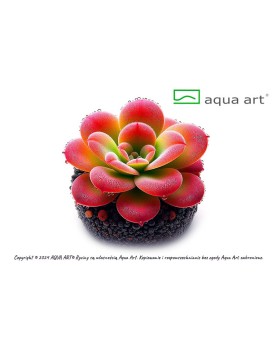 Pinguicula Cherry Blossom - Aqua-art Pinguicula 'Cherry Blossom' es...