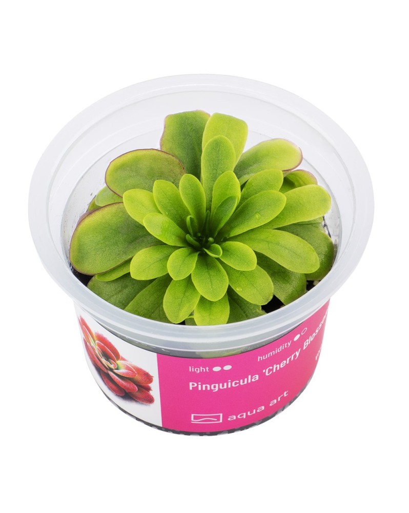 Pinguicula Cherry Blossom - Aqua-art Pinguicula 'Cherry Blossom' es...