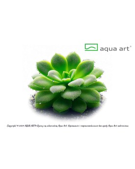 Pinguicula Moranensis carow - Aqua-art Pinguicula 'Moranensis carow...