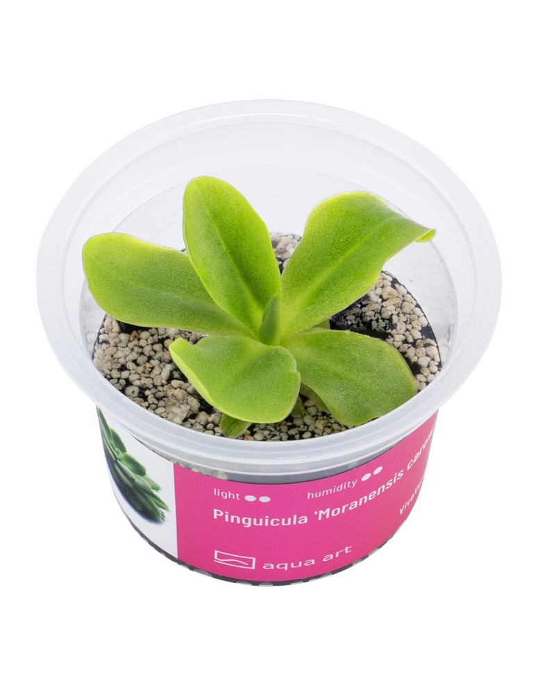 Pinguicula Moranensis carow - Aqua-art Pinguicula 'Moranensis carow...