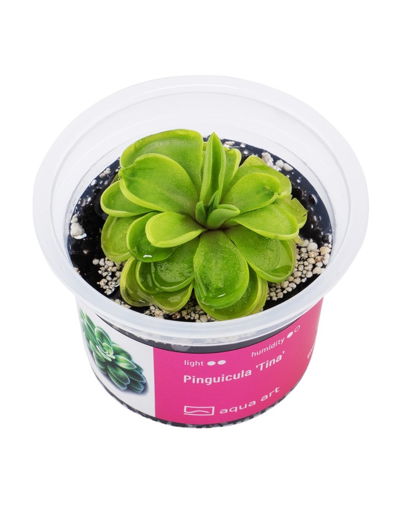 Pinguicula Tina - Aqua-art Pinguicula ‘Tina’ est un hybride intersp...