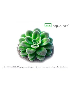 Pinguicula Tina - Aqua-art Pinguicula ‘Tina’ est un hybride intersp...