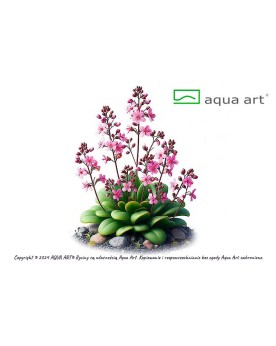 Stylidium debile - Aqua-art Stylidium debile, également connu sous ...