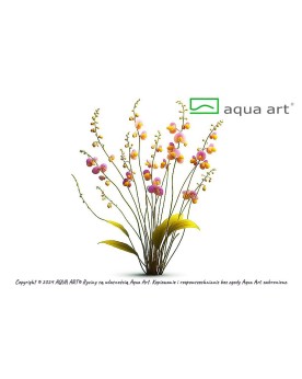 Utricularia longifolia - Aqua-art Utricularia longifolia : Utricula...