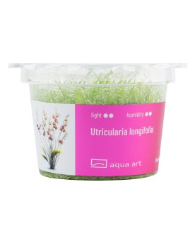 Utricularia longifolia - Aqua-art Utricularia longifolia : Utricula...