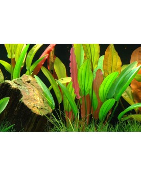 Echinodorus  Red Diamond  en Pot