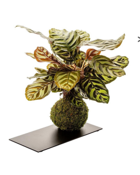 Kokedama Calathea + Plateau Ardoise  Kokedama Calathea. Boule d'env...