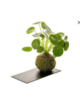 Kokedama Pilea + Plateau Ardoise  Kokedama Pilea. Boule d'environ 1...