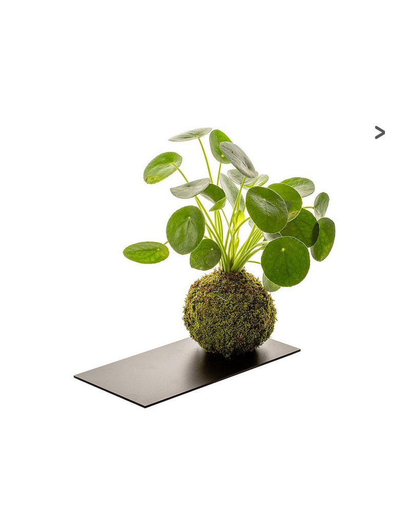 Kokedama Pilea + Plateau Ardoise  Kokedama Pilea. Boule d'environ 1...