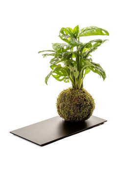 Kokedama Monstera + Plateau Ardoise   Kokedama Monstera.   Boule d'...