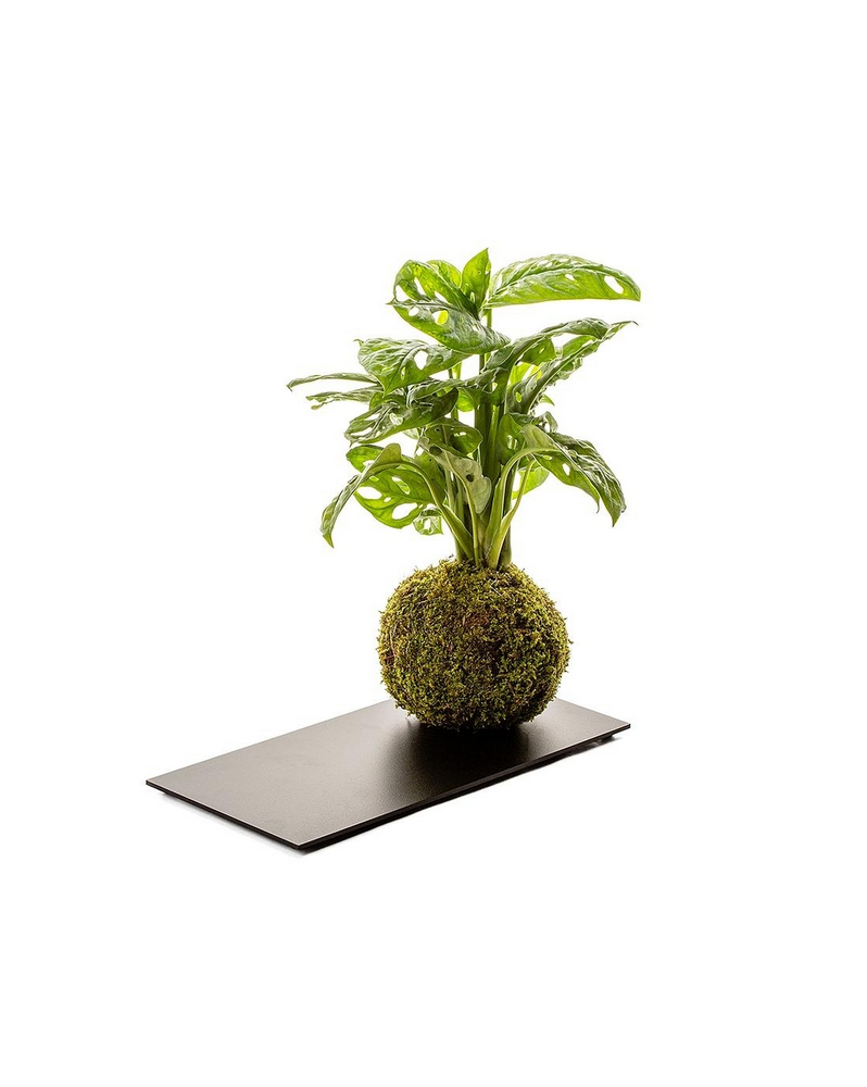 Kokedama Monstera + Plateau Ardoise   Kokedama Monstera.   Boule d'...