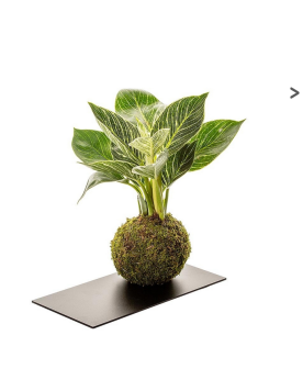 Kokedama Philo White + Plateau Ardoise  Kokedama Philo White. Boule...