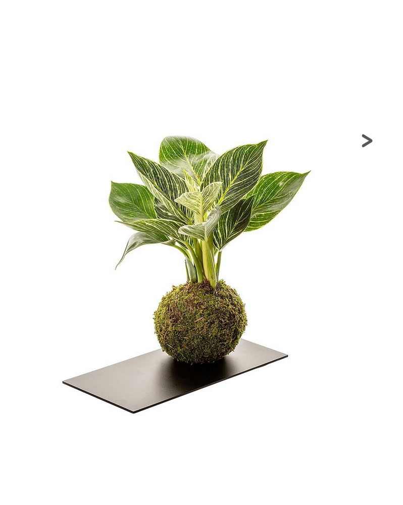 Kokedama Philo White + Plateau Ardoise  Kokedama Philo White. Boule...