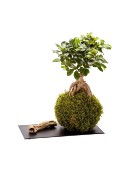 Kokedama Ginseng + Plateau Ardoise  Kokedama Alocasia. Boule d'envi...