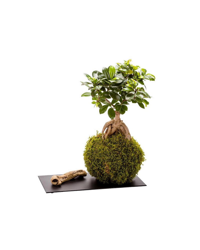 Kokedama Ginseng + Plateau Ardoise  Kokedama Alocasia. Boule d'envi...