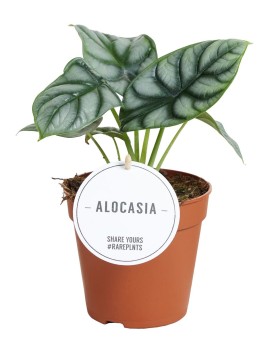 Alocasia  Silver Dragon  - Ø11 - 25cm