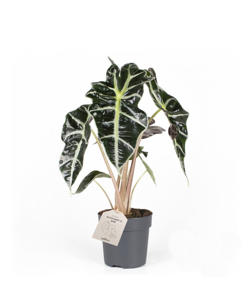 copy of Monstera Adansonii - Ø6 - 15cm