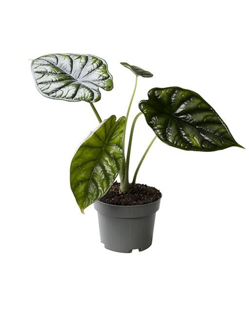 copy of Monstera Adansonii - Ø6 - 15cm