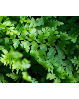 Sybotanica Fern Mix - 5L