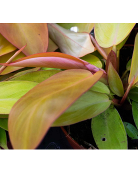 copy of Monstera Adansonii - Ø6 - 15cm