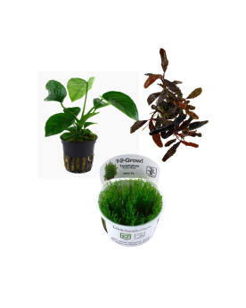 4 Plantes Spécial Crevettes