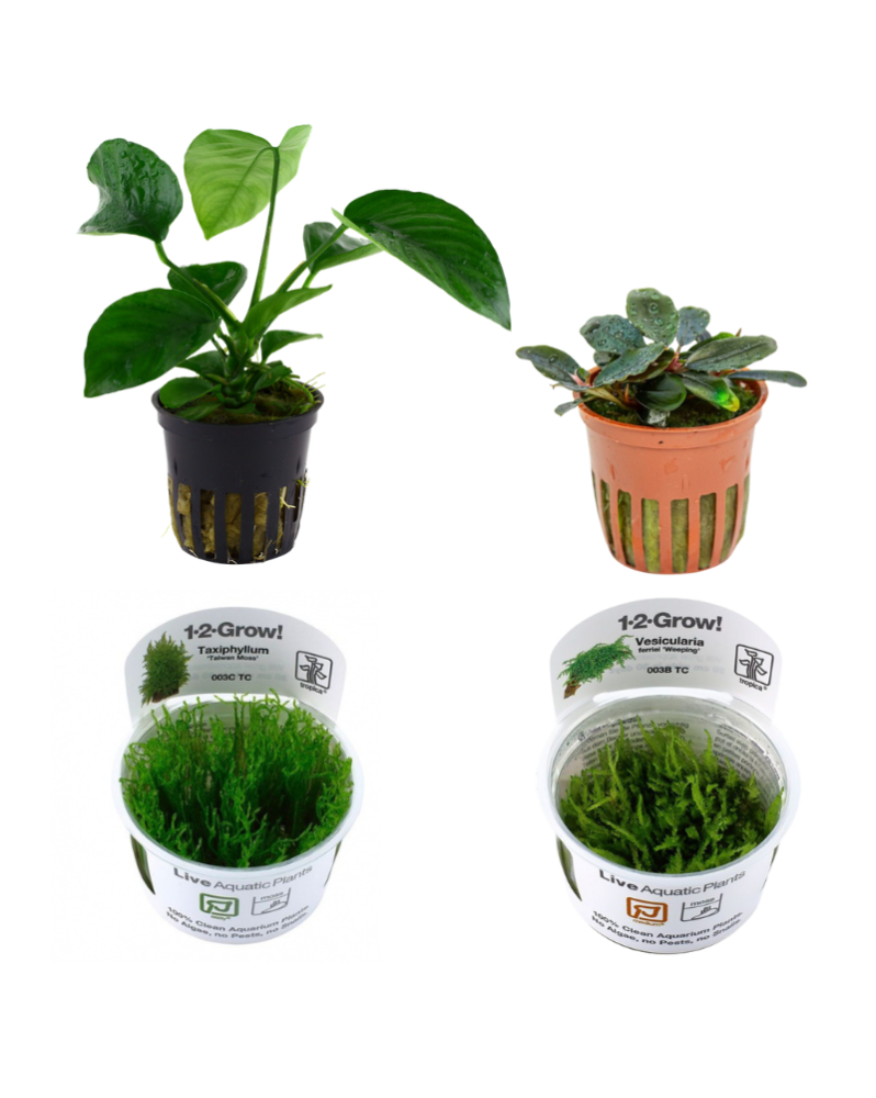 4 Plantes Spéciales Crevettes Lot de 4 plantes idéales pour les bac...