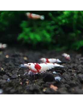 Crystal Red - Pure Red Line - Hinomaru (High) Pure Red Line Hinomar...