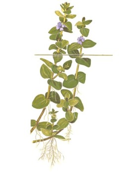 Bacopa Caroliniana - en Pot Bacopa caroliniana est originaire des E...