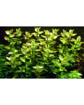 Bacopa Caroliniana - en Pot Bacopa caroliniana est originaire des E...