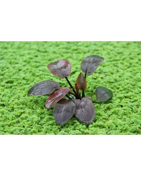 copy of Bacopa Salzmanii  Purple  - En Pot