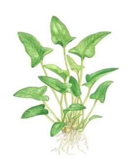 Anubias gracillis - en Pot Anubia Gracilis est originaire d'Afrique...