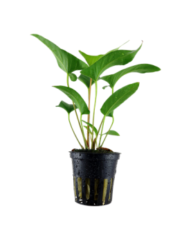 Anubias gracillis - en Pot Anubia Gracilis est originaire d'Afrique...