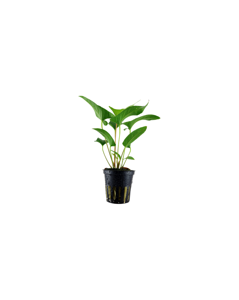 Anubias gracillis - en Pot Anubia Gracilis est originaire d'Afrique...