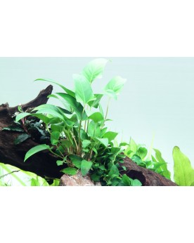 Anubias gracillis - en Pot Anubia Gracilis est originaire d'Afrique...