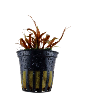 Cryptocoryne albida Brown - en Pot Cette petite Cryptocoryne vient ...