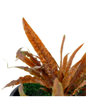 Cryptocoryne albida Brown - en Pot Cette petite Cryptocoryne vient ...