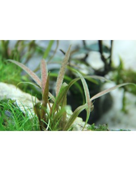 Cryptocoryne albida Brown - en Pot Cette petite Cryptocoryne vient ...