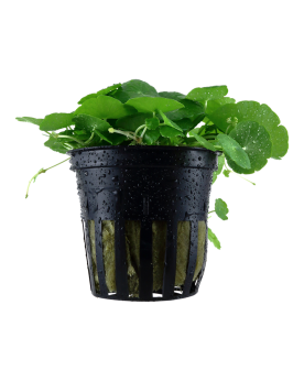 Hydrocotyle verticillata - en Pot Hydrocotyle Verticillata est orig...