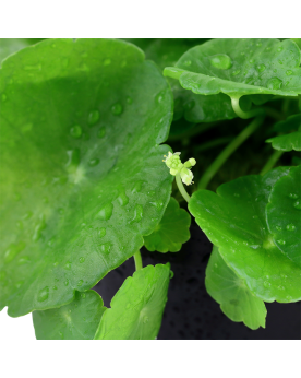 Hydrocotyle verticillata - en Pot Hydrocotyle Verticillata est orig...