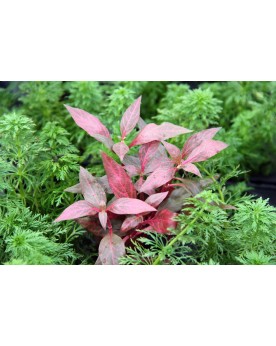 Alternanthera reineckii Red Ruby - en Pot La variété ‘Red Ruby‘ est...