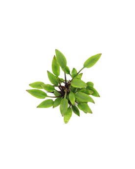 Cryptocoryne Lutea Hobbit - en pot Cryptocoryne lutea Hobbit est un...