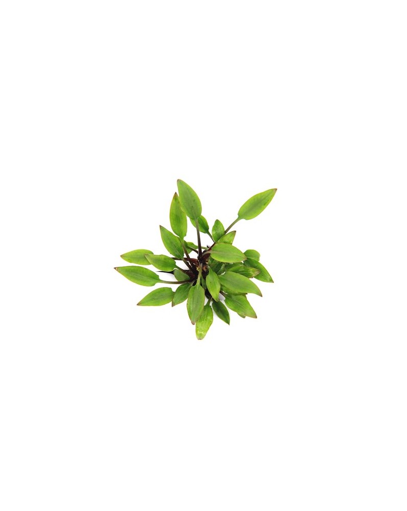 Cryptocoryne Lutea Hobbit - en pot Cryptocoryne lutea Hobbit est un...