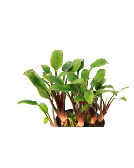 Cryptocoryne Lutea Hobbit - en pot Cryptocoryne lutea Hobbit est un...