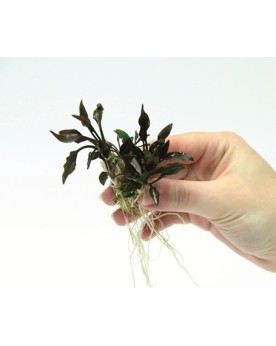 Cryptocoryne Lutea Hobbit - en pot Cryptocoryne lutea Hobbit est un...