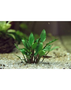 Cryptocoryne Lutea Hobbit - en pot Cryptocoryne lutea Hobbit est un...