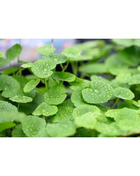 copy of Bacopa Salzmanii  Purple  - En Pot